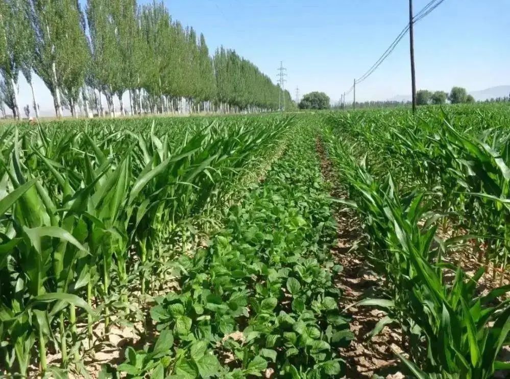 大豆中水分的测定实验报告_大豆中水分的测定_大豆水分测量仪