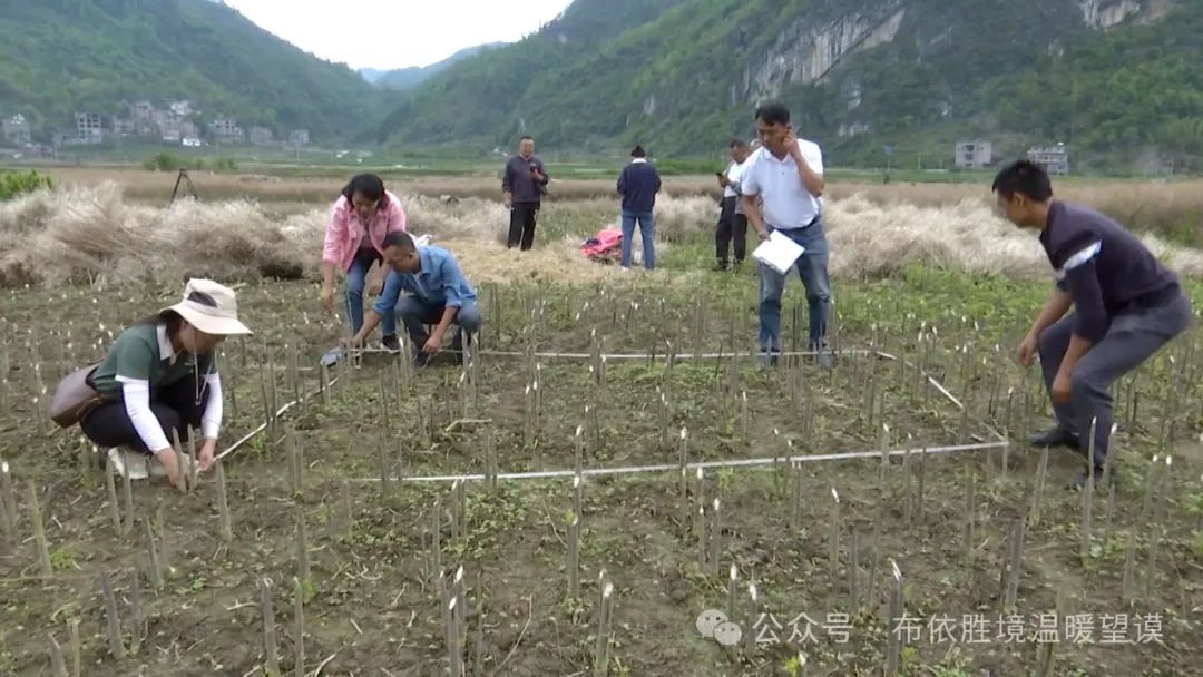 油菜籽水分测量仪_油菜籽含油量测量仪_油菜籽含水测量标准