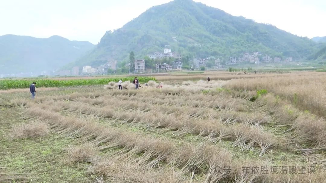 油菜籽含油量测量仪_油菜籽水分测量仪_油菜籽含水测量标准